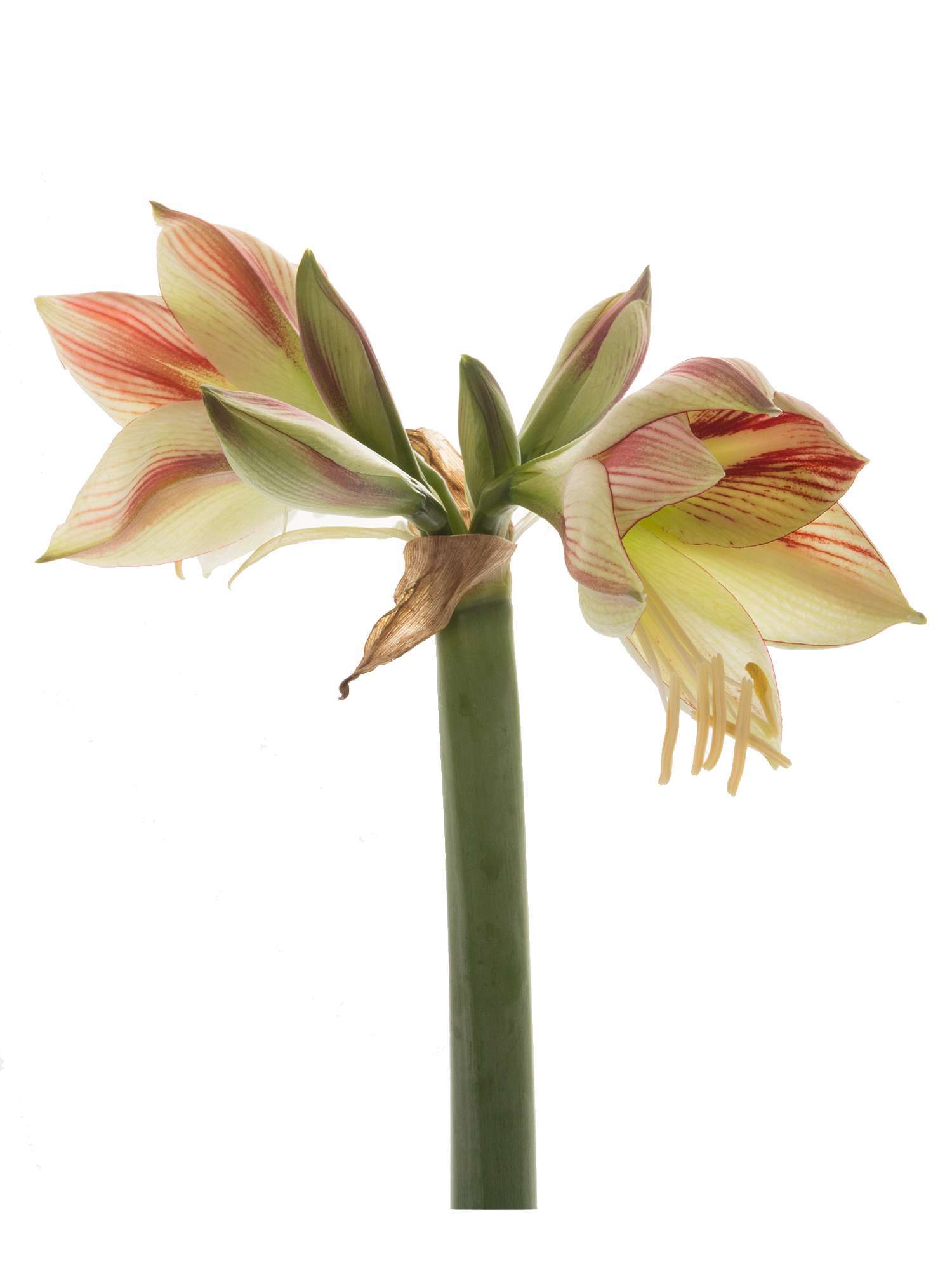 blumigo-amaryllis-ambiance-schnittblume-rot-creme image 2