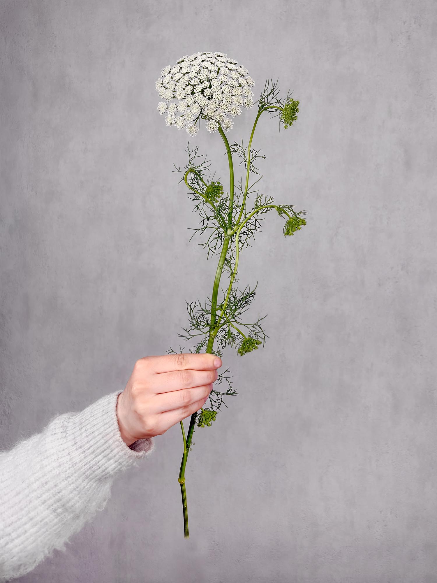 blumigo-ammi-majus-bindegr-n-wei-gr-n-frisches-blattwerk image 2