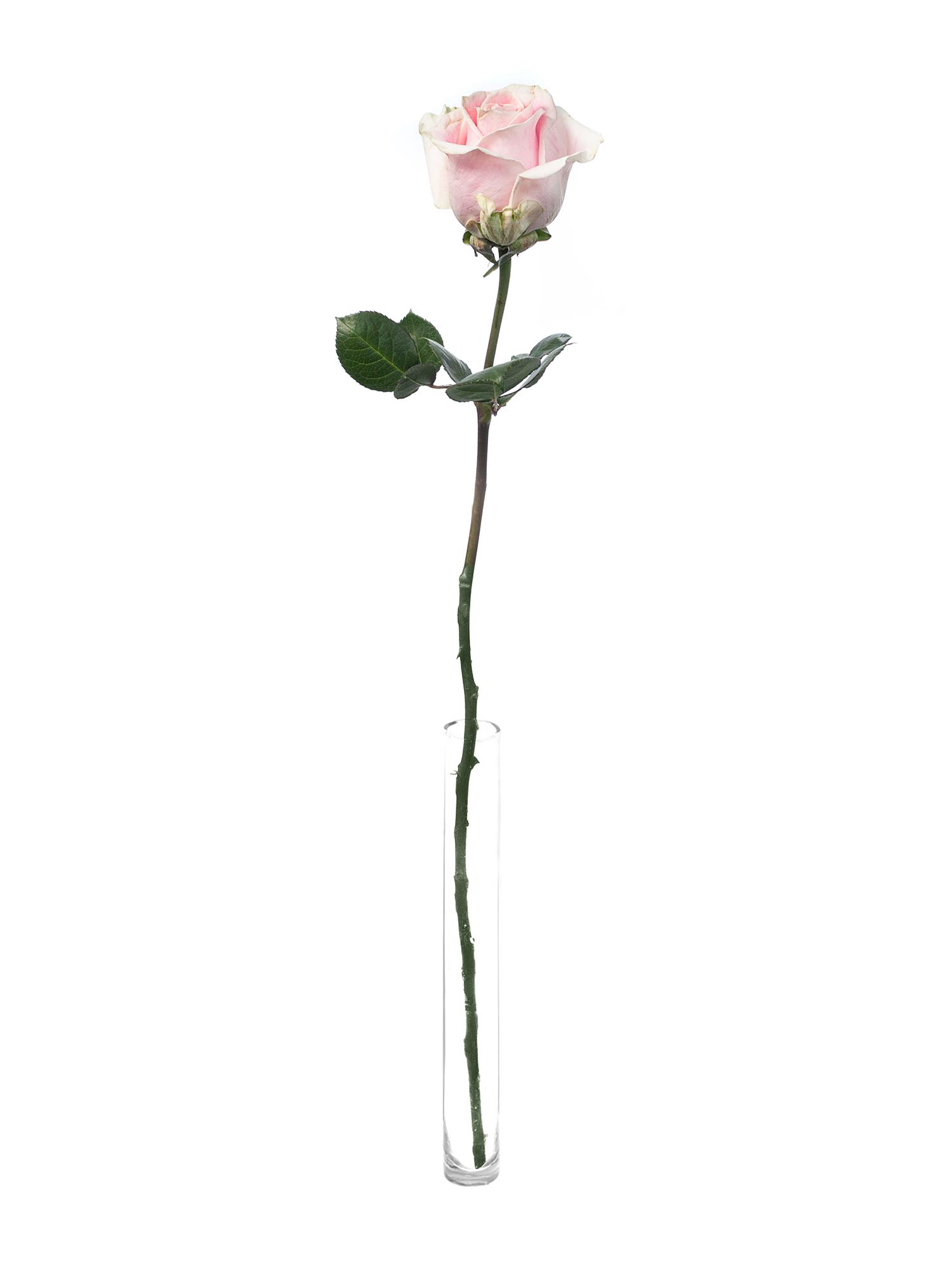 blumigo-rosen-rosita-vendela-schnittrose-rosa image 3