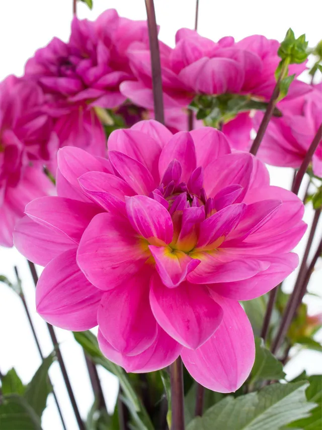 blumigo-dahlien-onesta-schnittblume-pink image 1