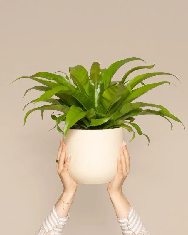 feey-nestfarn-asplenium-zimmerpflanze-tierfreundlich image 1