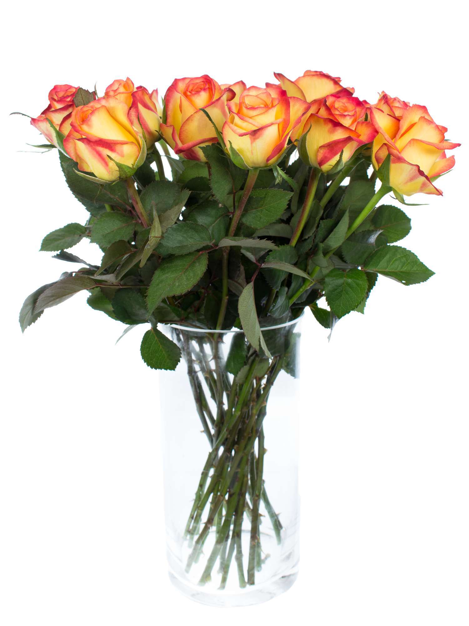 blumigo-outlaw-rose-orange-rot-einzelstiel image 2