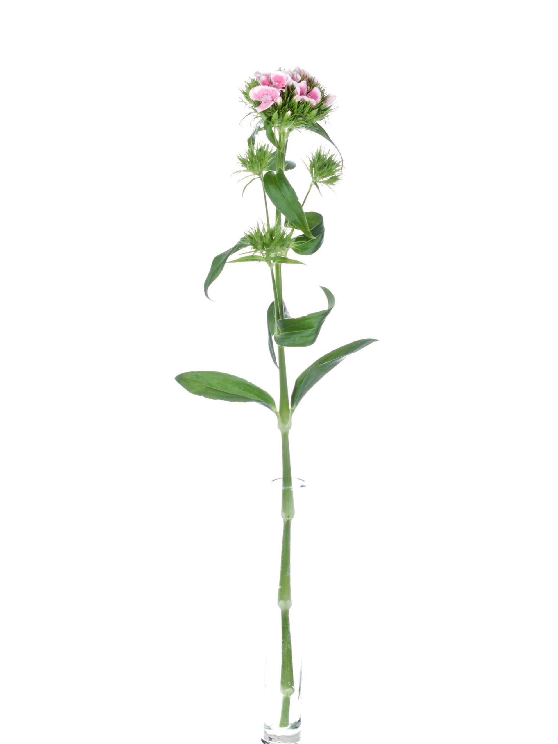 blumigo-nelken-bartnelken-rosa-schnittblumen-frisch image 3