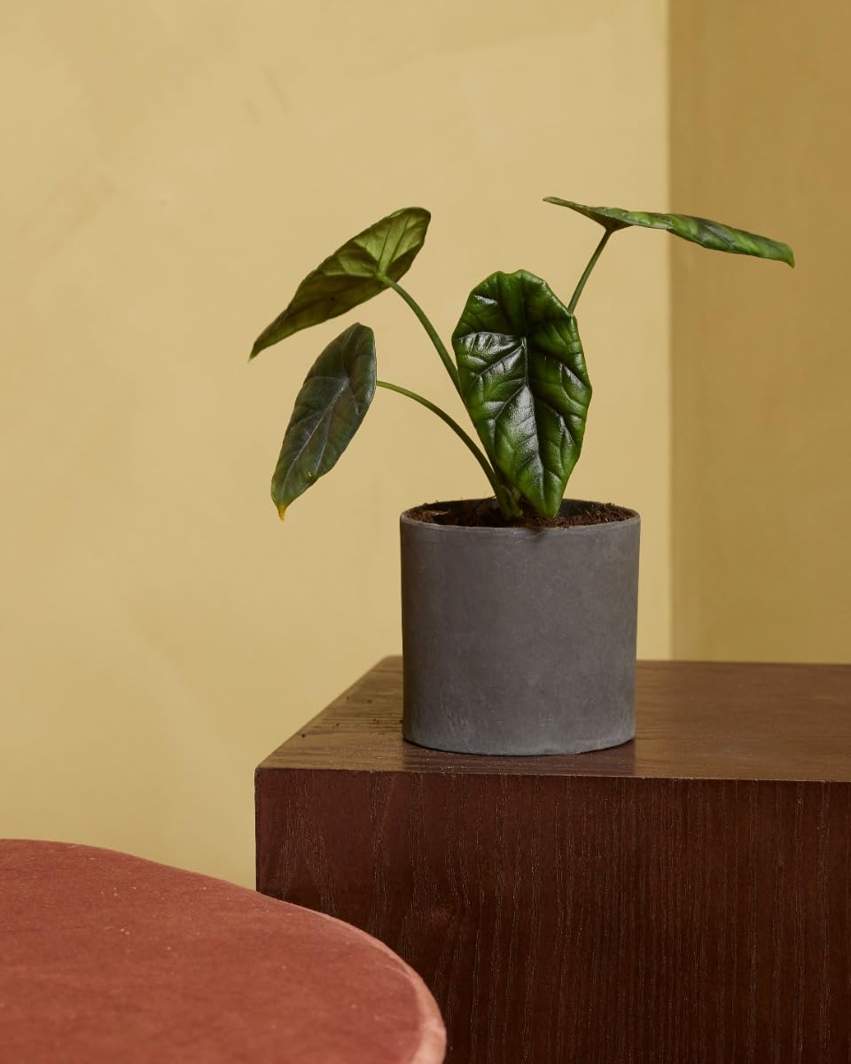 plnts-babyplnts-alocasia-sinuata-zimmerpflanze-10-cm-baby image 5