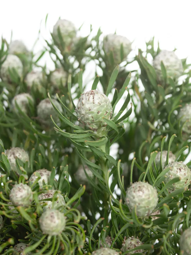 blumigo-berzelia-lanuginosa-bindegr-n-silber-gr-n image 1