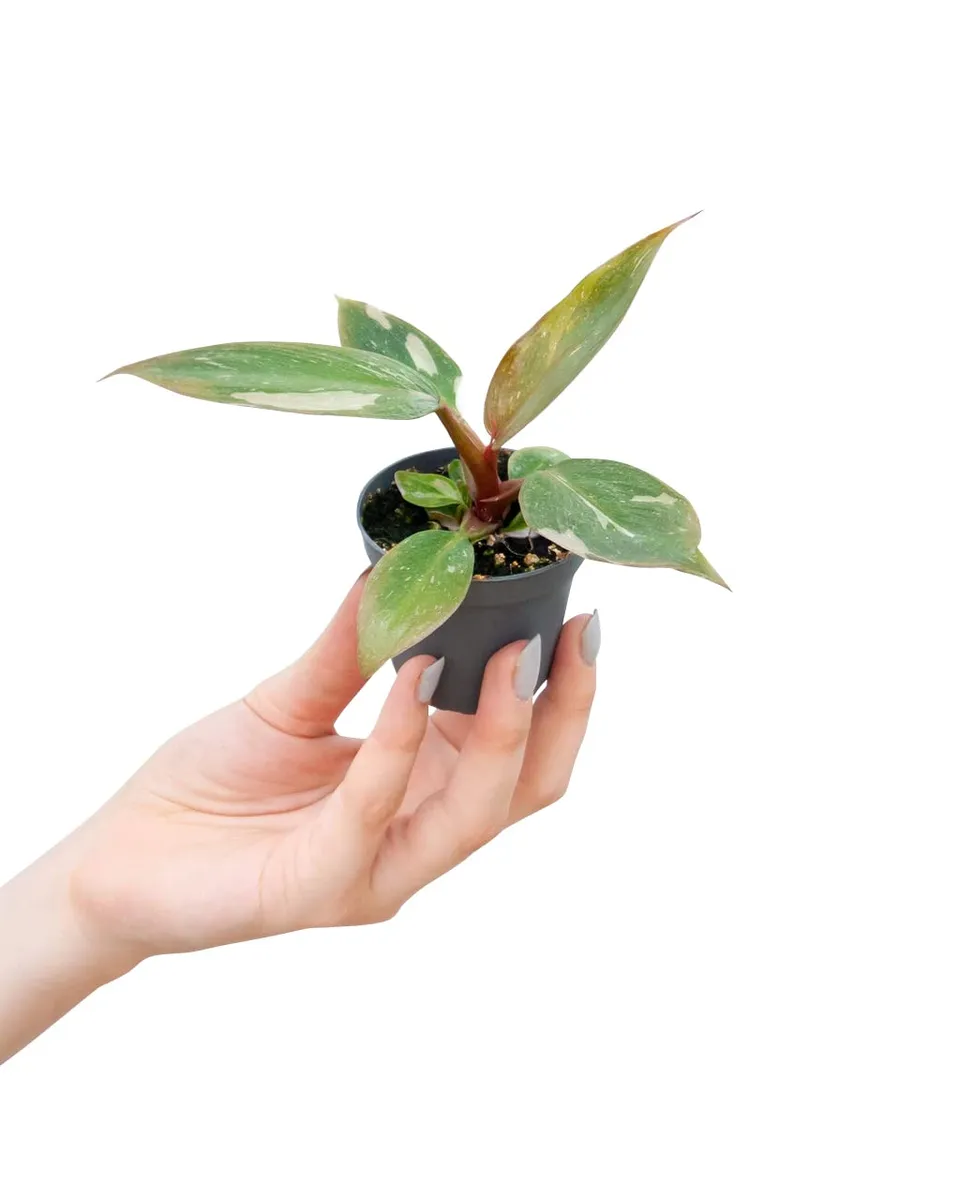 plnts-babyplnts-philodendron-pink-princess-zimmerpflanze-6cm image 1