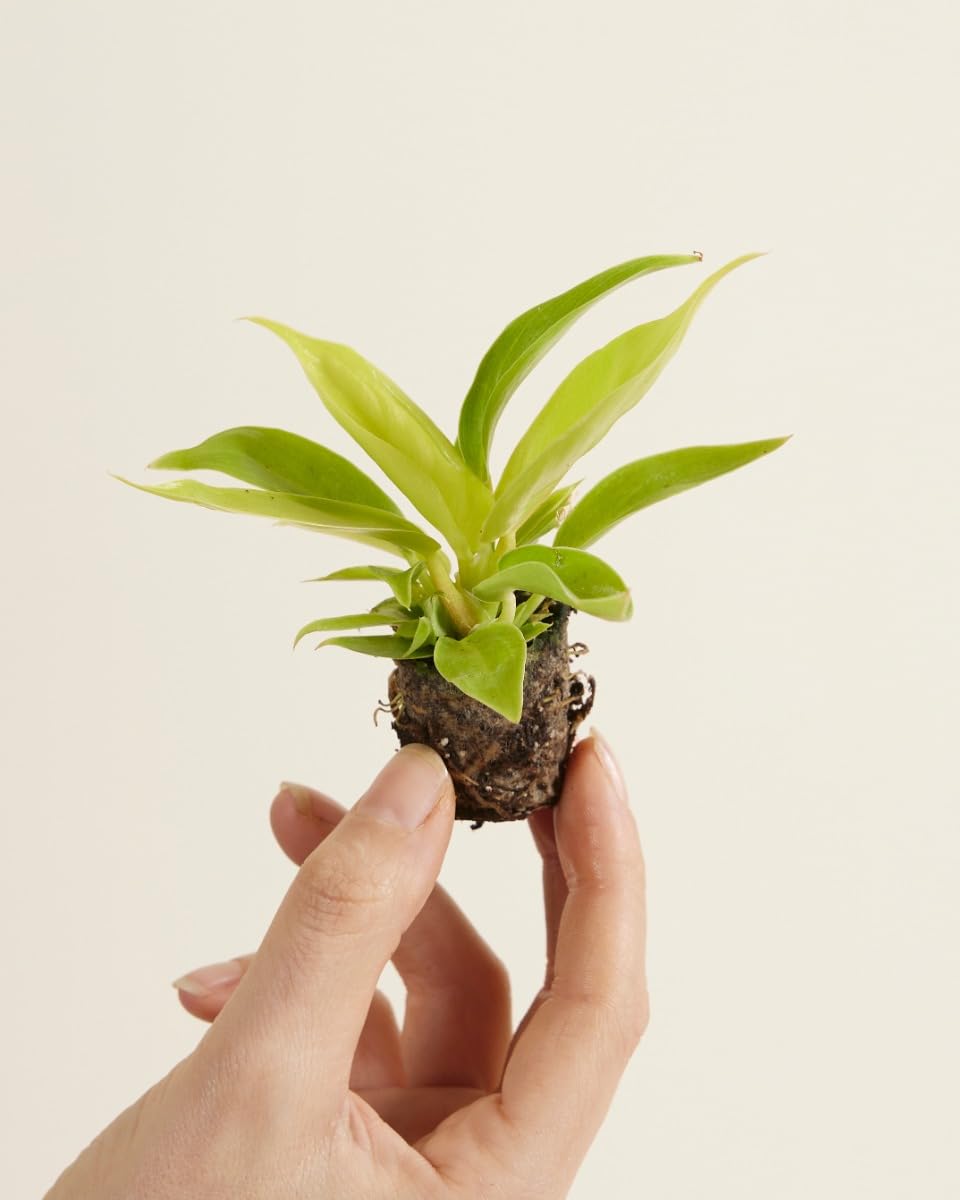 plnts-babyplnts-baby-philodendron-moonlight-zimmerpflanze-20cm image 2