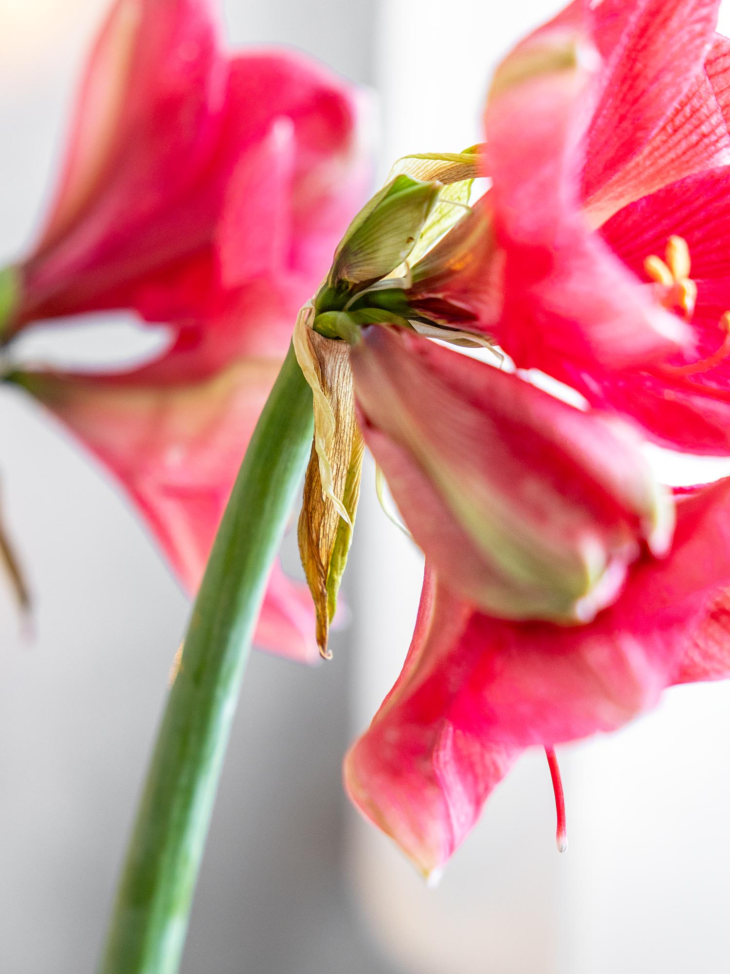 blumigo-amaryllis-hercules-schnittblume-pink-knospig image 4