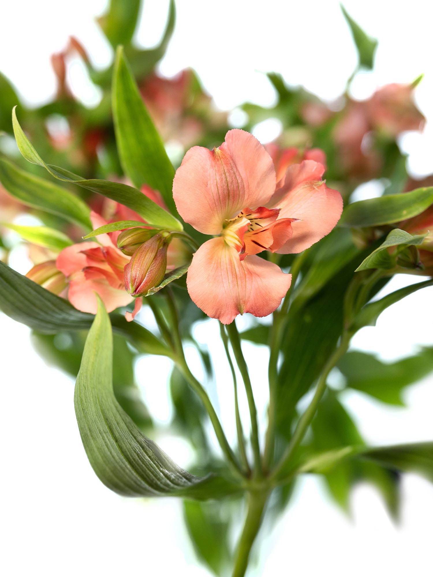 blumigo-alstromerien-florinca-giovanna-apricot-rosa-stiel image 1