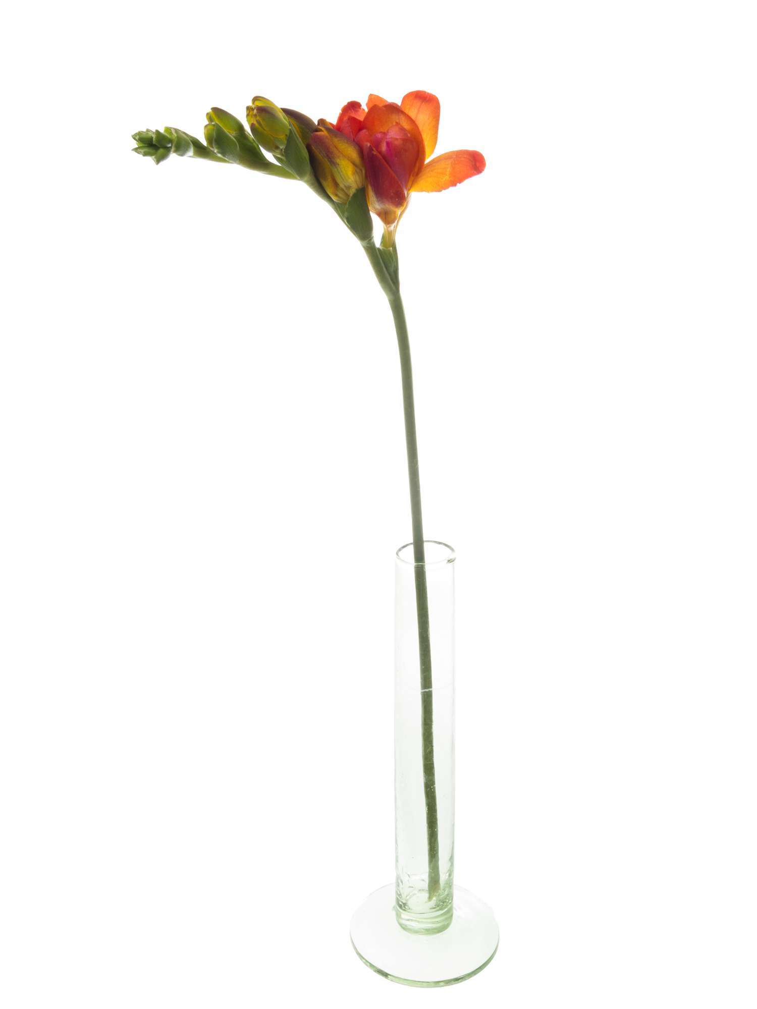 blumigo-freesien-mandarine-schnittblumen-rot-orange-duftend image 5