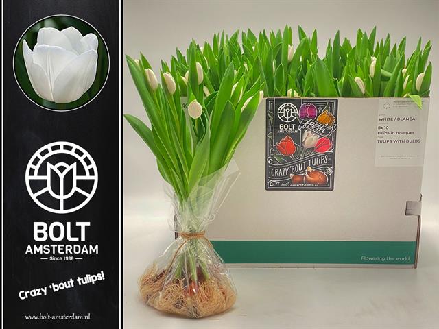 blumigo-tulpen-royal-virgin-weiss-mit-knolle-pflanze image 1