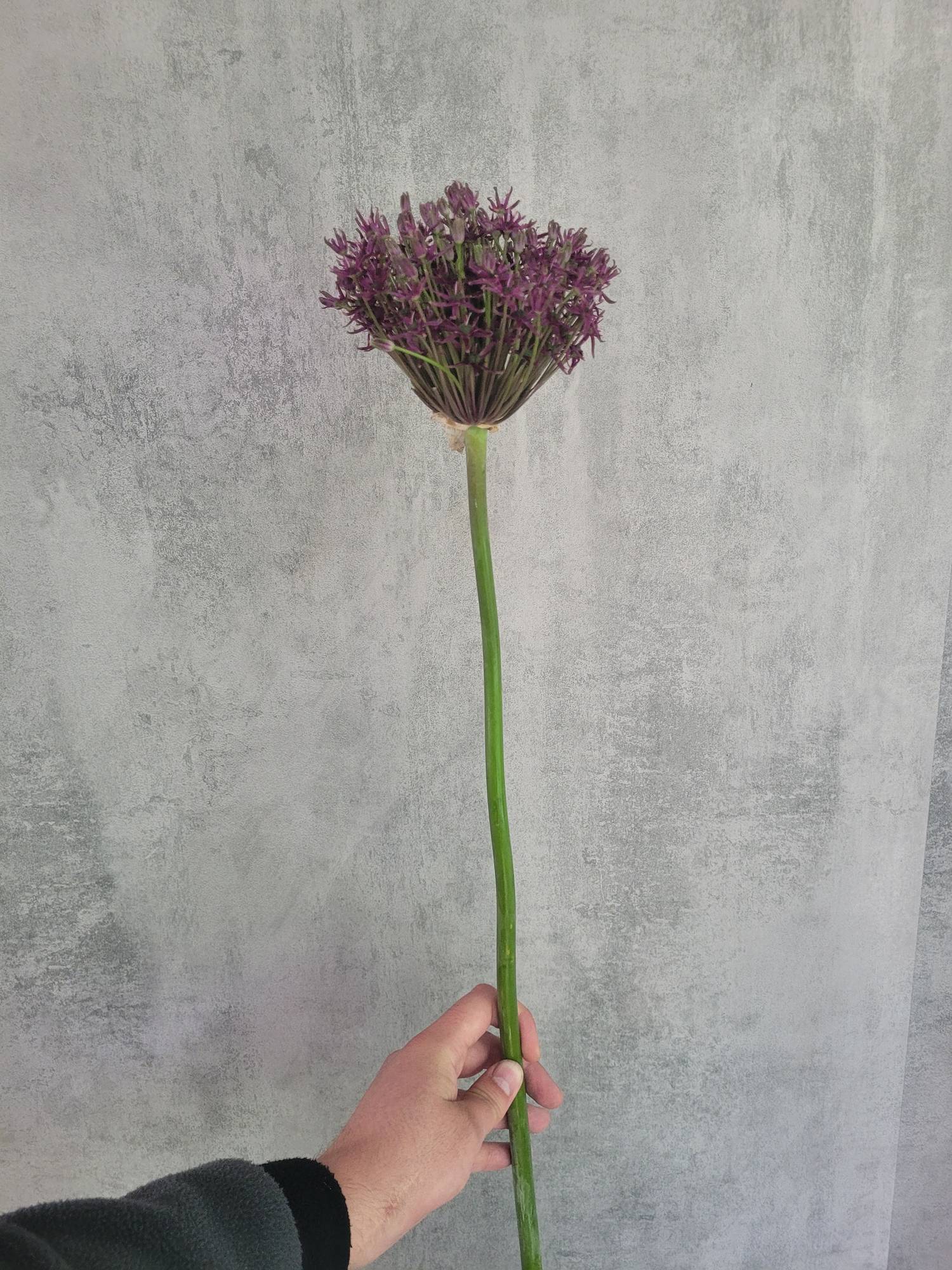blumigo-fr-hlingsknollen-allium-cherry-violett-schnittblume image 2