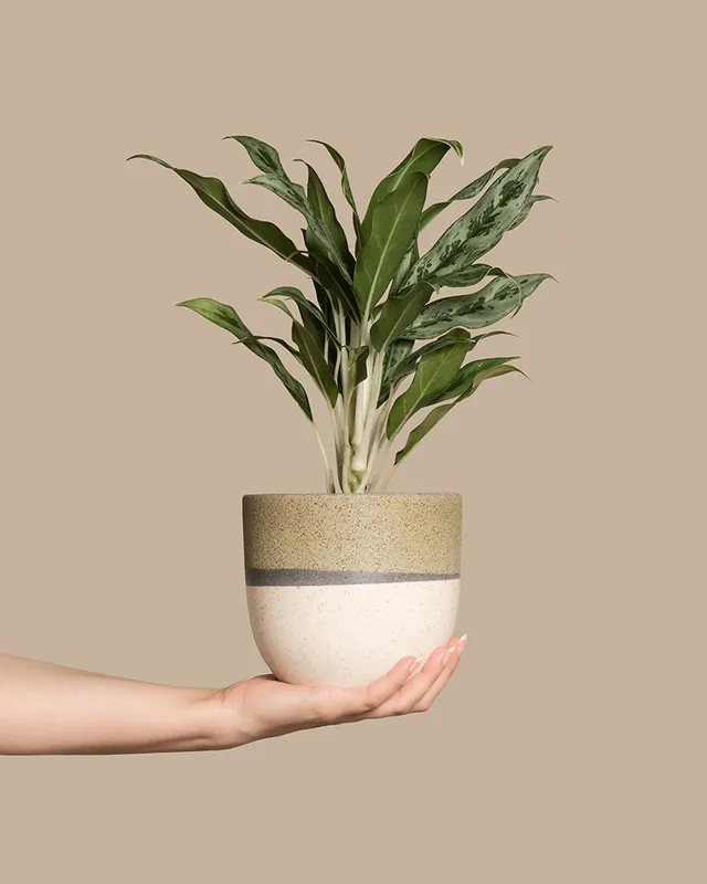 feey-variado-aglaonema-greyhound-kolbenfaden-ohne-topf image 1