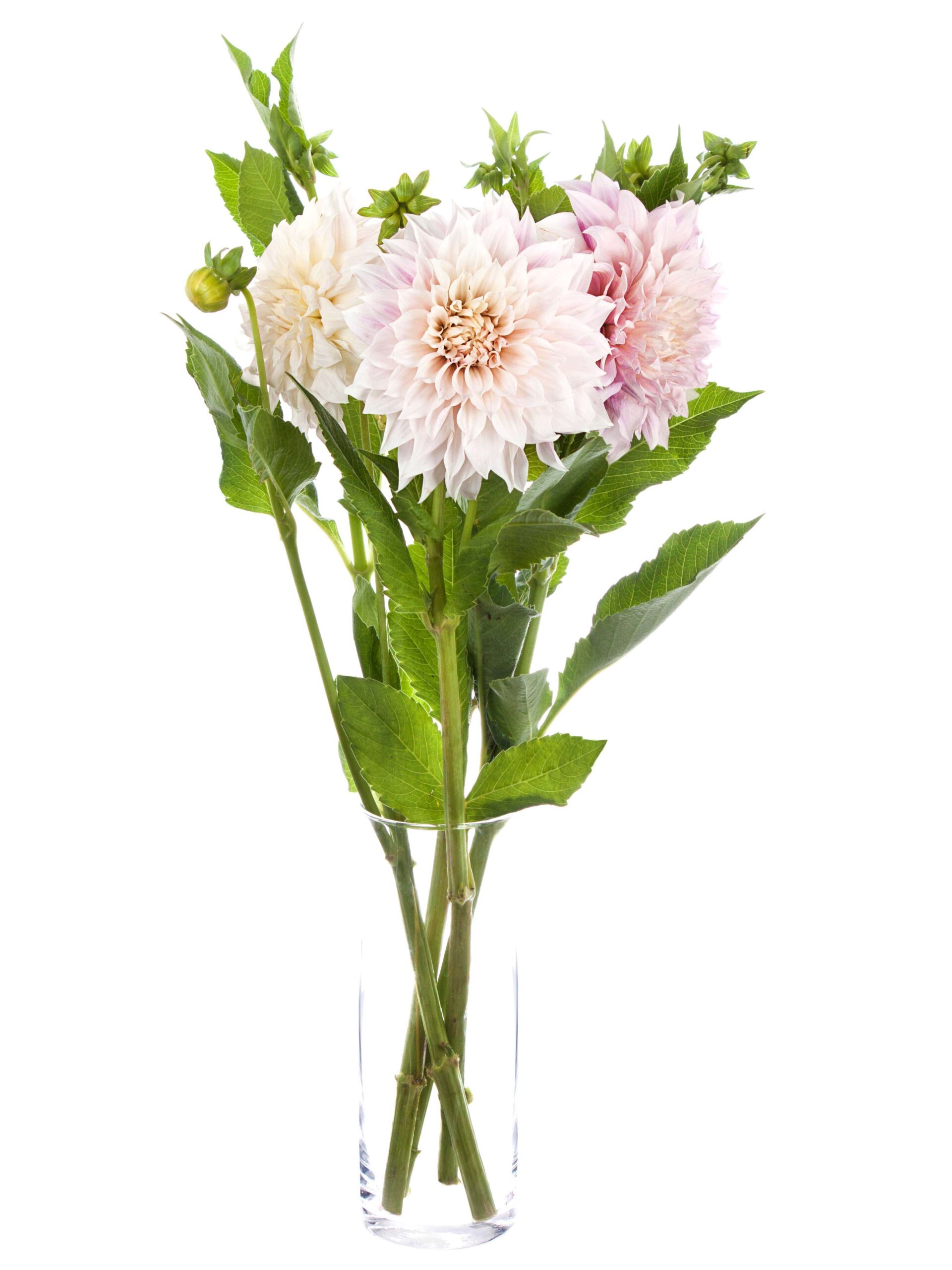 blumigo-dahlien-cafe-au-lait-schnittblume-creme-rosa image 2