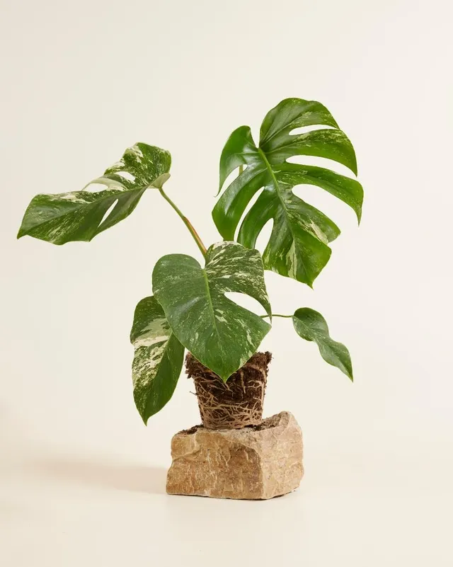 plnts-rareplnts-monstera-deliciosa-variegata-fensterblatt-40cm image 1