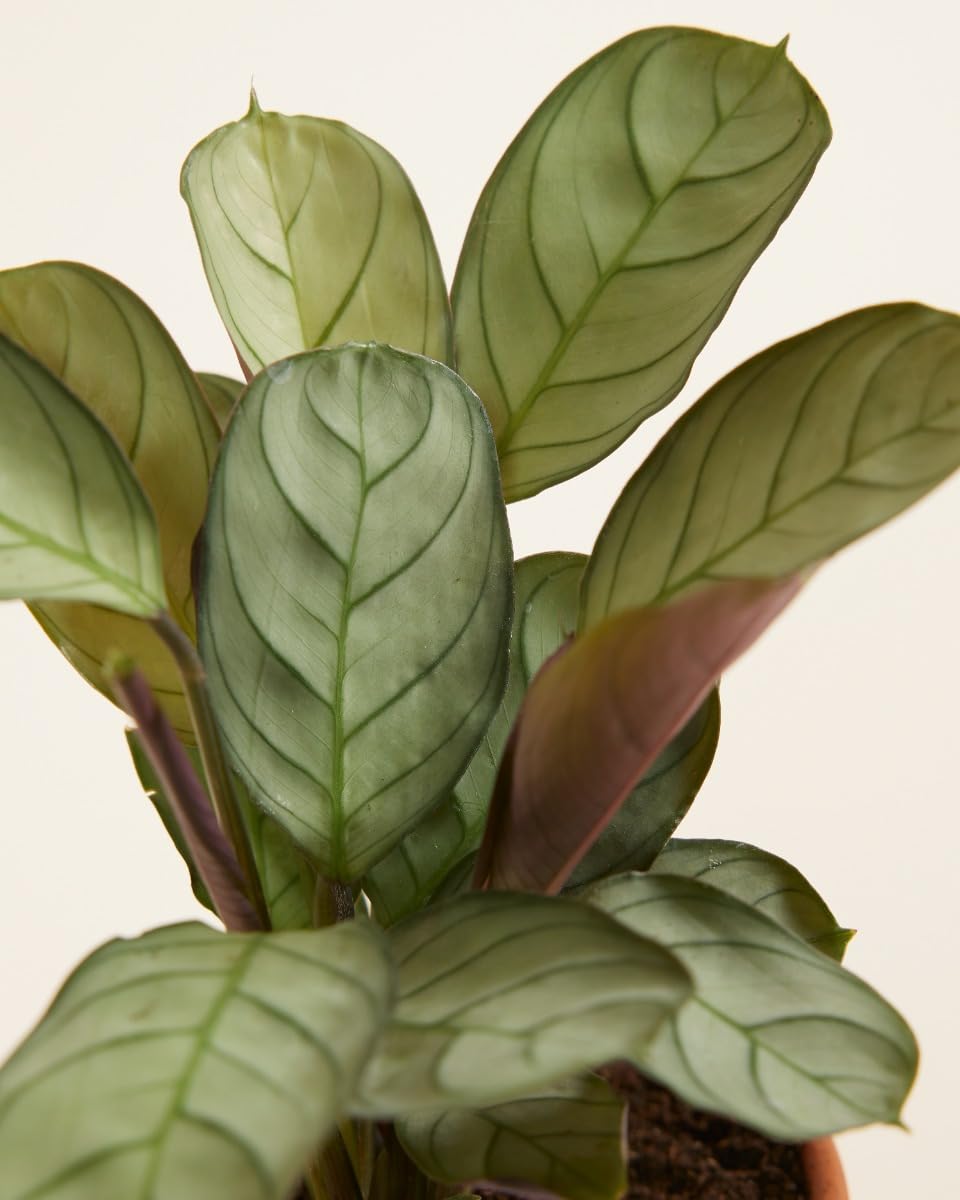 plnts-babyplnts-ctenanthe-amagris-babypflanze-15-cm-tropisch image 4