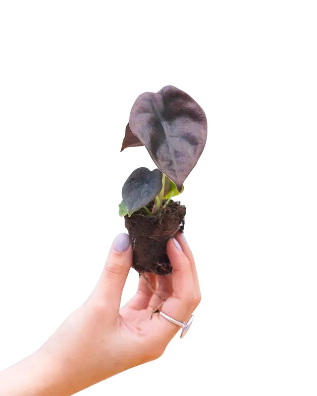 plnts-babyplnts-alocasia-red-secret-zimmerpflanze-20cm image 1
