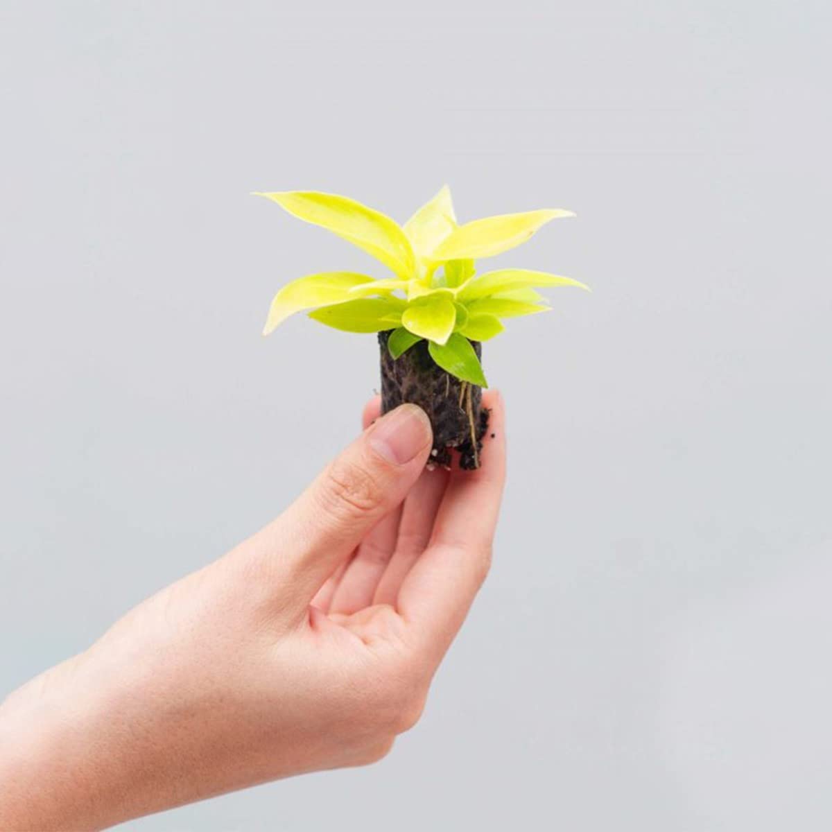 plnts-babyplnts-baby-philodendron-moonlight-zimmerpflanze-20cm image 6