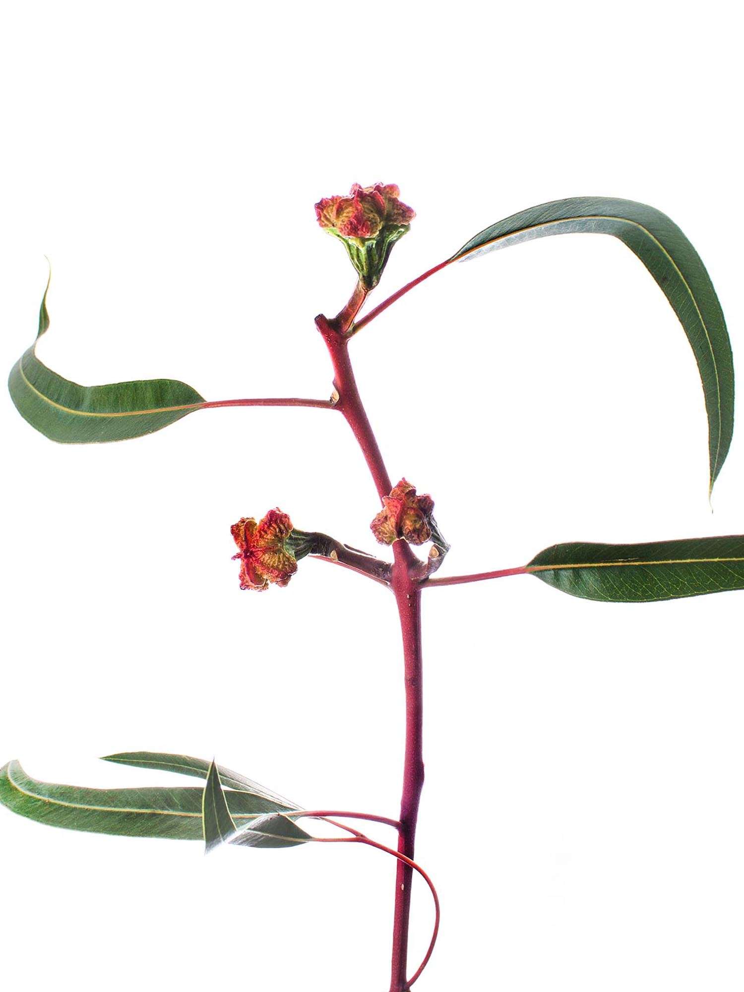 blumigo-eukalyptus-fruchtst-nde-kardinale-bund-orange-gr-n image 4