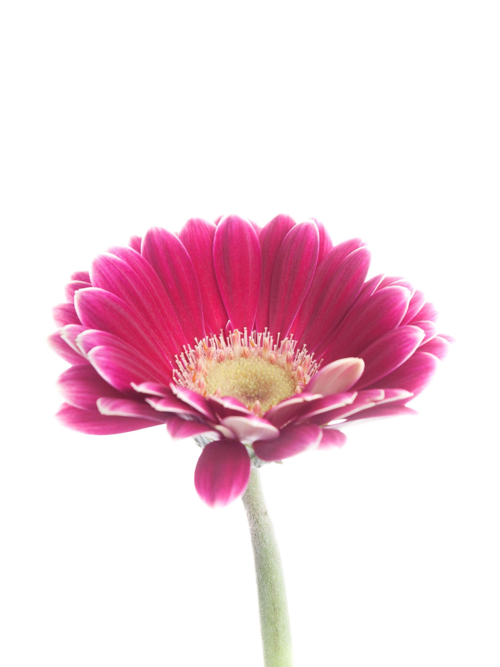 blumigo-gerbera-mini-twiggy-schnittblume-pink-wei image 2