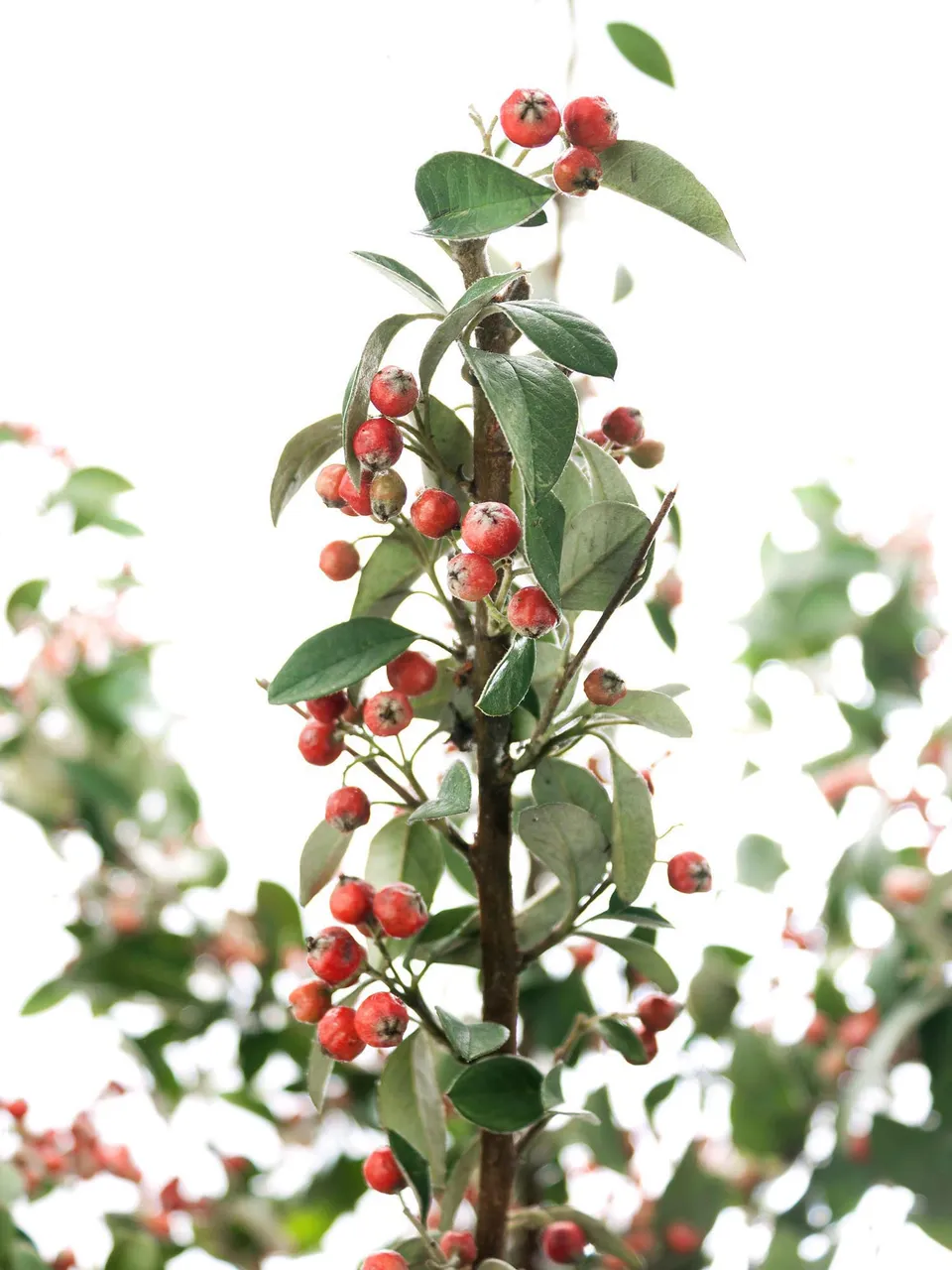 blumigo-blattwerk-cotoneaster-zwergmispel-bindegr-n-orange-mit-beeren image 1