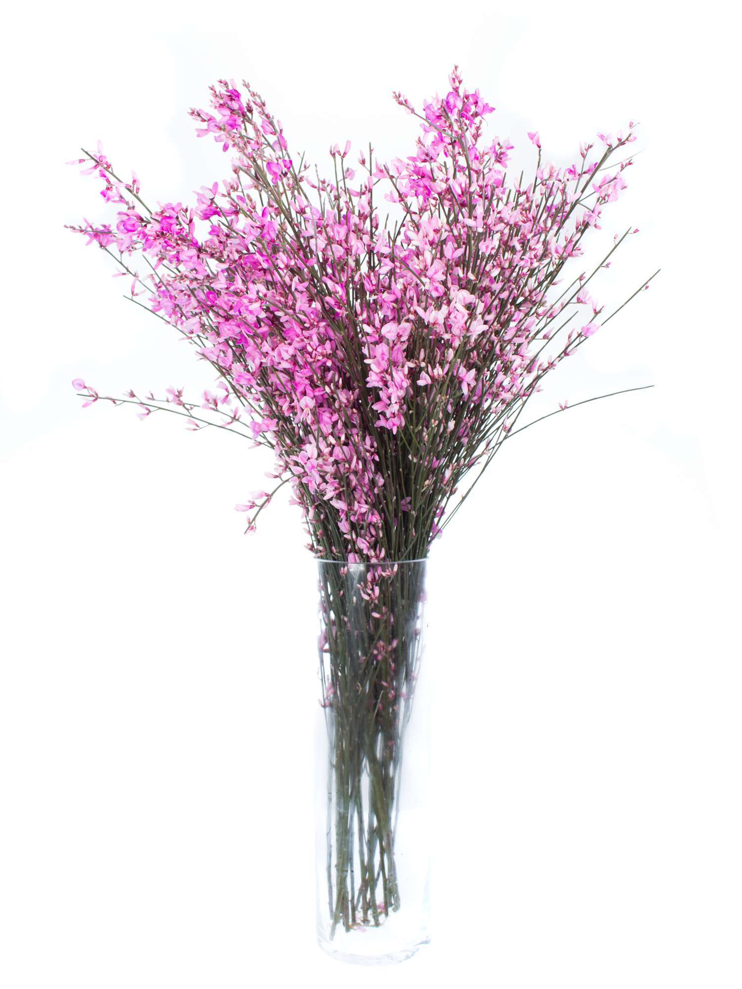 blumigo-zweige-ginster-pink-schnittzweig-rosa-einzeln image 2