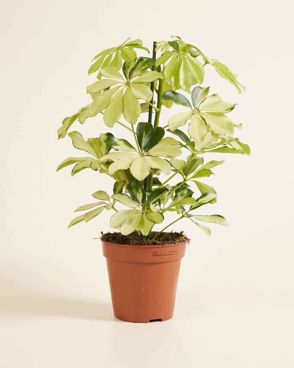 plnts-schefflera-melanie-fingeraralie-zimmerpflanze-13cm image 2