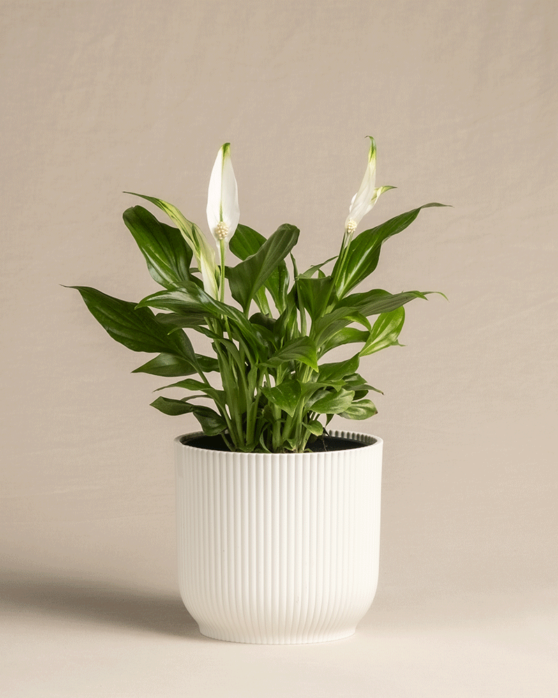 feey-einblatt-spathiphyllum-zimmerpflanze-klein-ohne-topf image 7