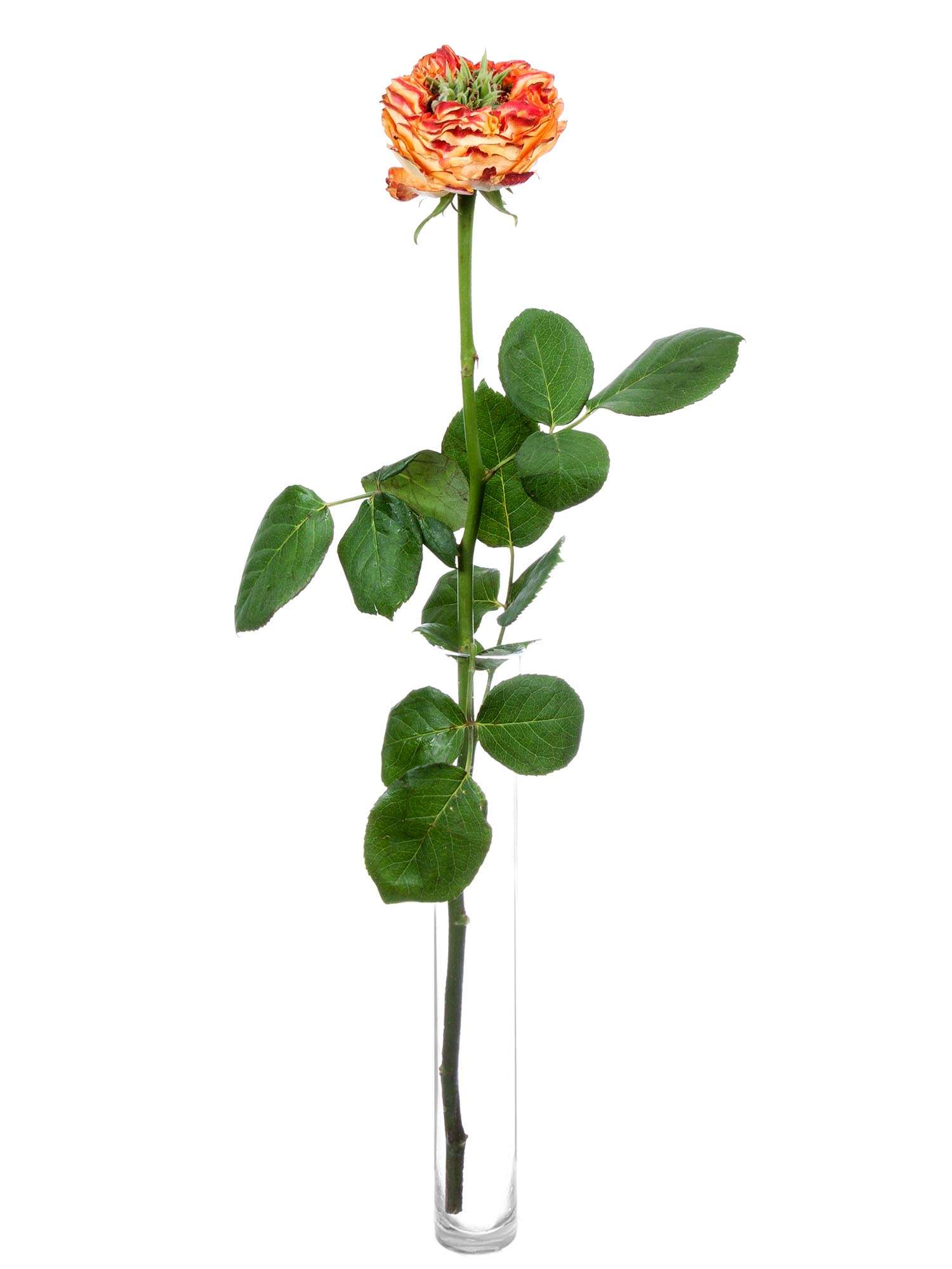 blumigo-rosen-flash-eye-orange-rot-schnittblume-in-orange image 3