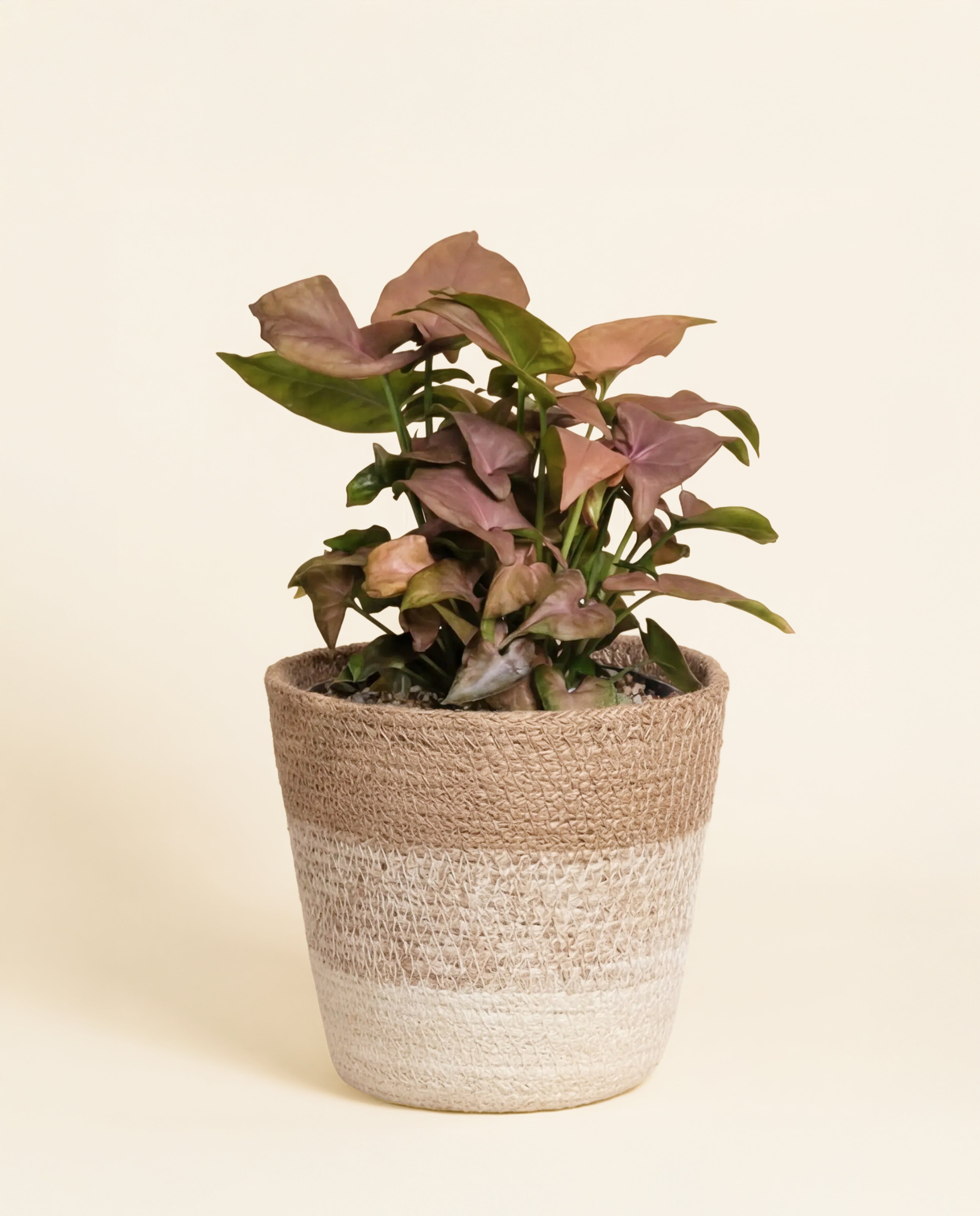feey-variado-syngonium-neon-zimmerpflanze-ohne-bertopf image 8
