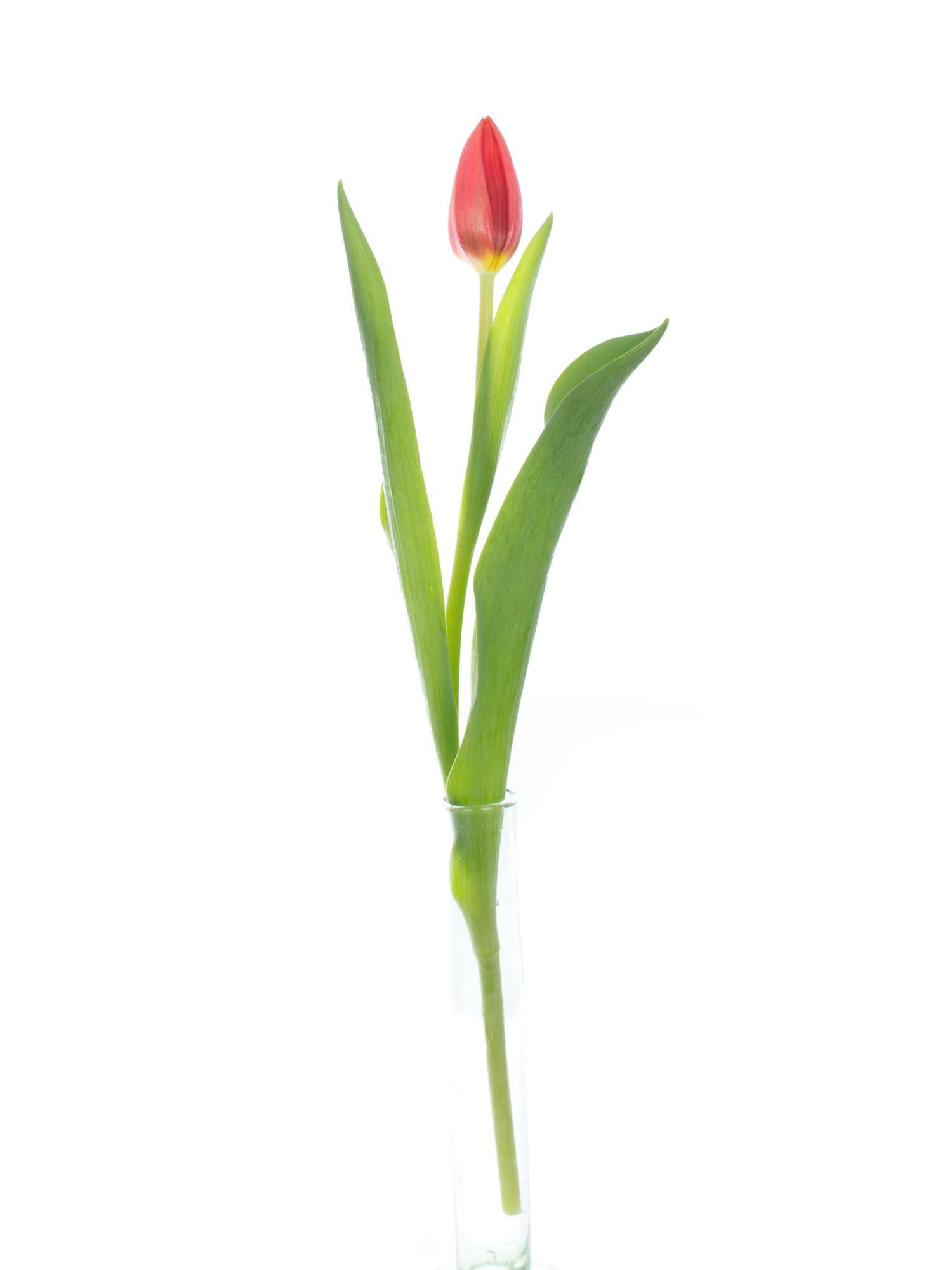 blumigo-tulpen-orange-cassini-orange-schnittblume image 3