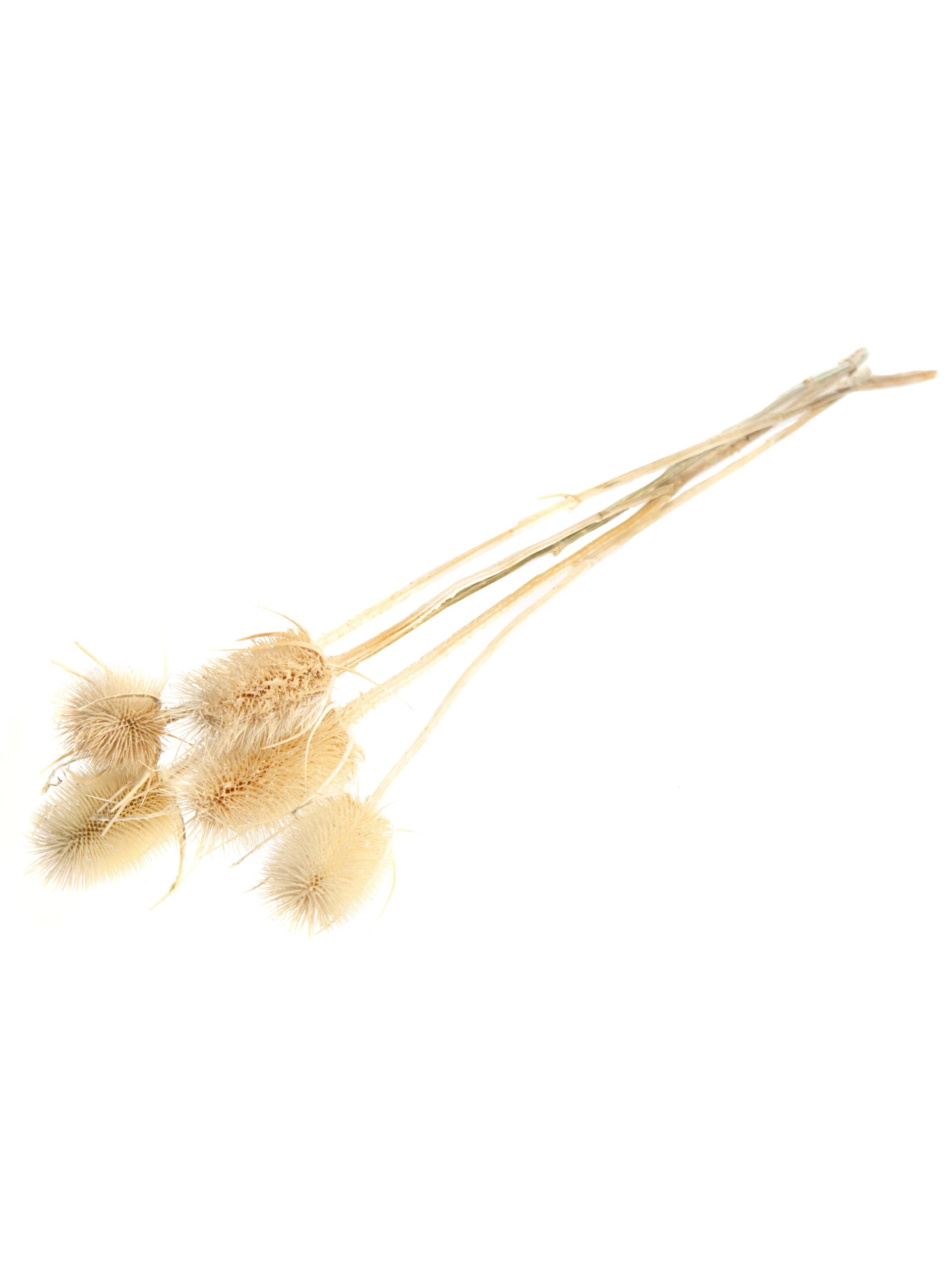 blumigo-trockenblumen-dipsacus-wilde-karde-gebleicht image 4