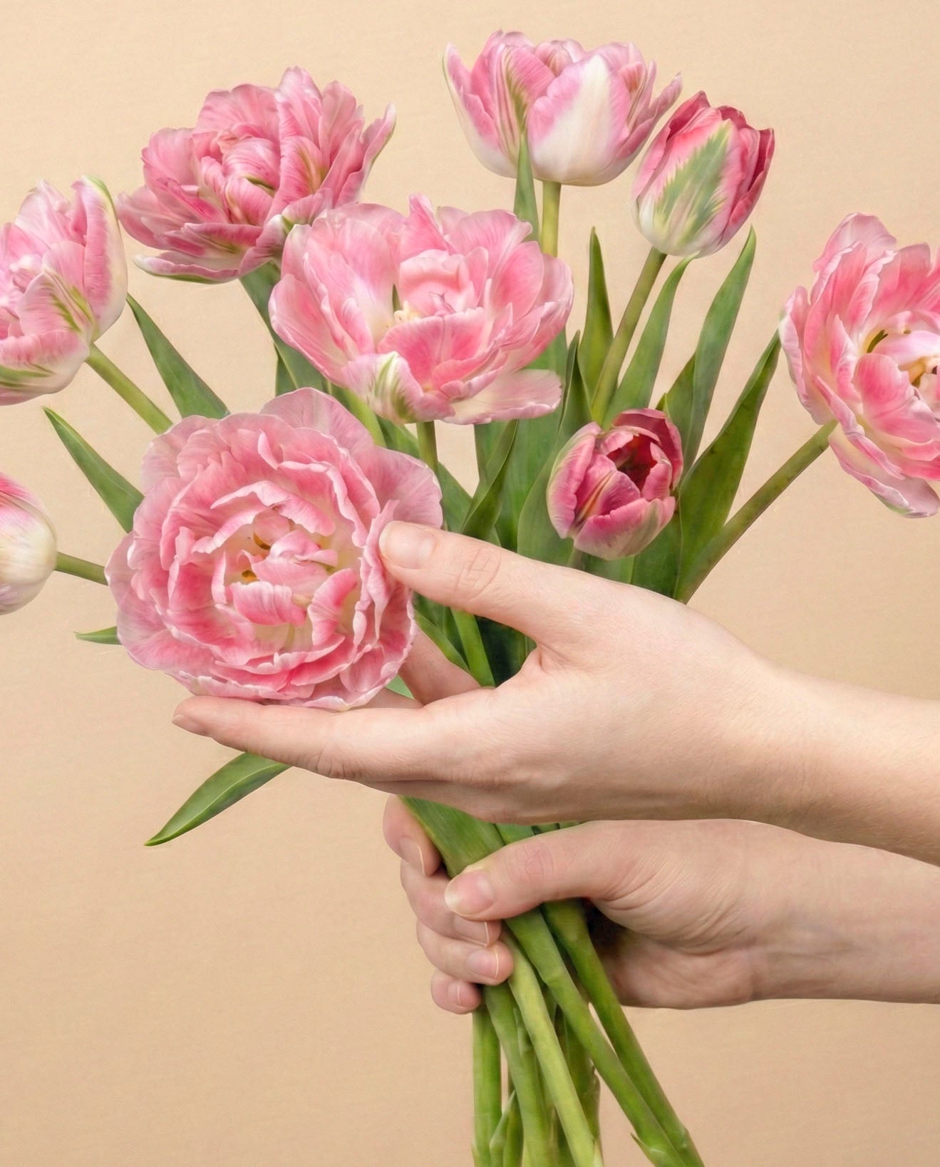 feey-rilio-tulpen-liebesgedicht-rosa-10-st-ck-frisch image 1