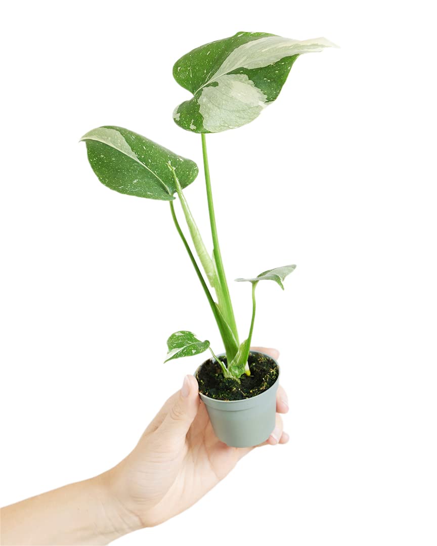 plnts-babyplnts-monstera-thai-constellation-baby-6cm image 1