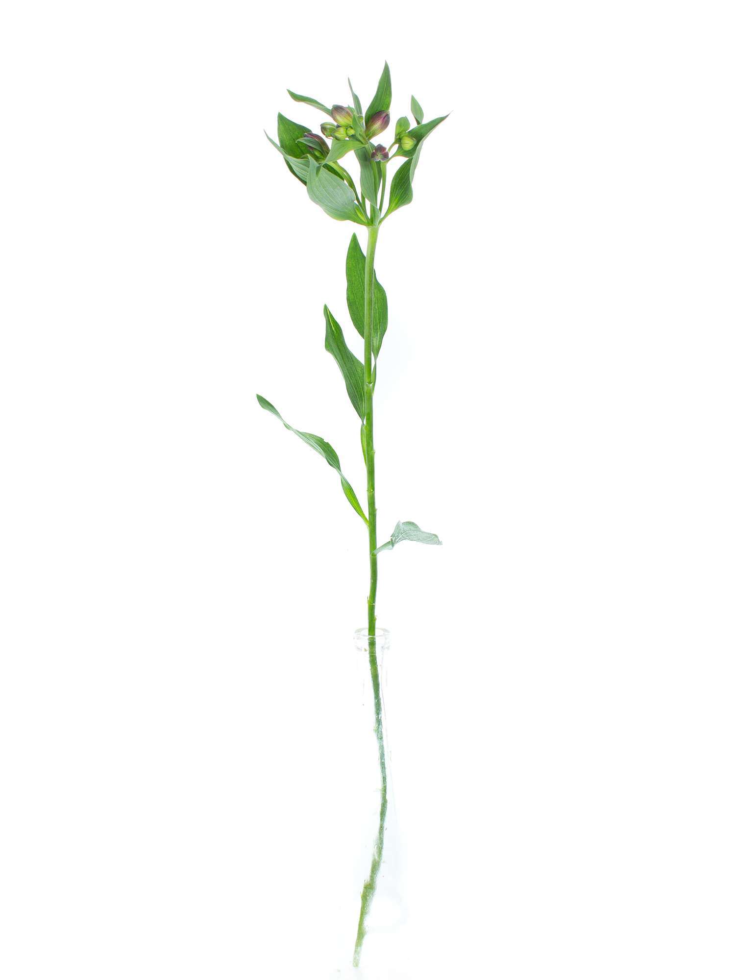 blumigo-bindegr-n-alstroemerien-cleo-schnittblume-violett-stiel image 3