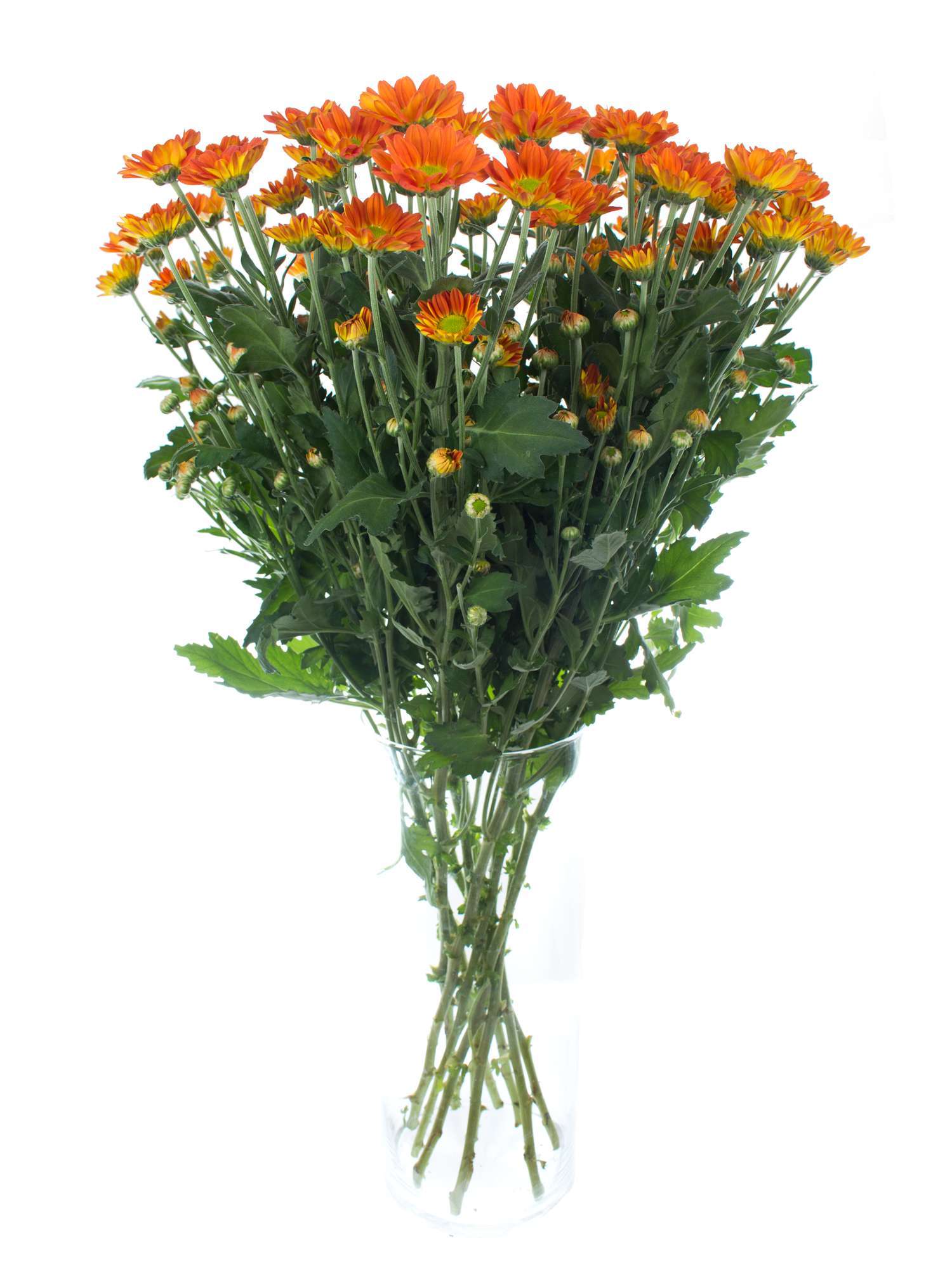 blumigo-chrysanthemen-space-age-verzweigt-orange-zweigblume image 2