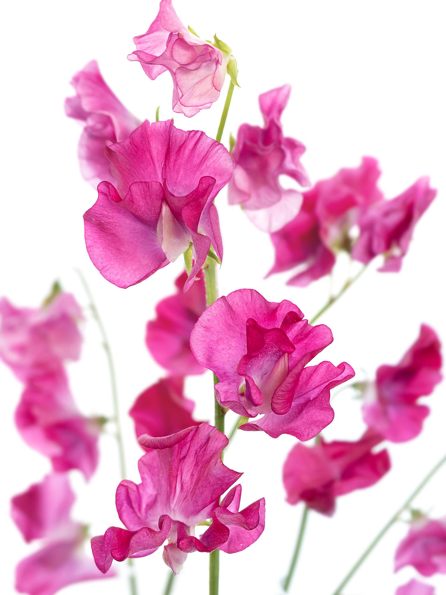 blumigo-wicken-sunshine-hot-pink-schnittblume-pink-st-ck image 1