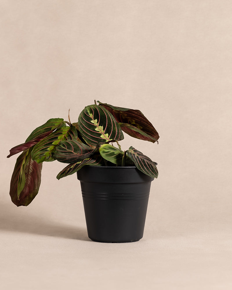 feey-variado-maranta-zimmerpflanze-ohne-bertopf-tierfreundlich image 3