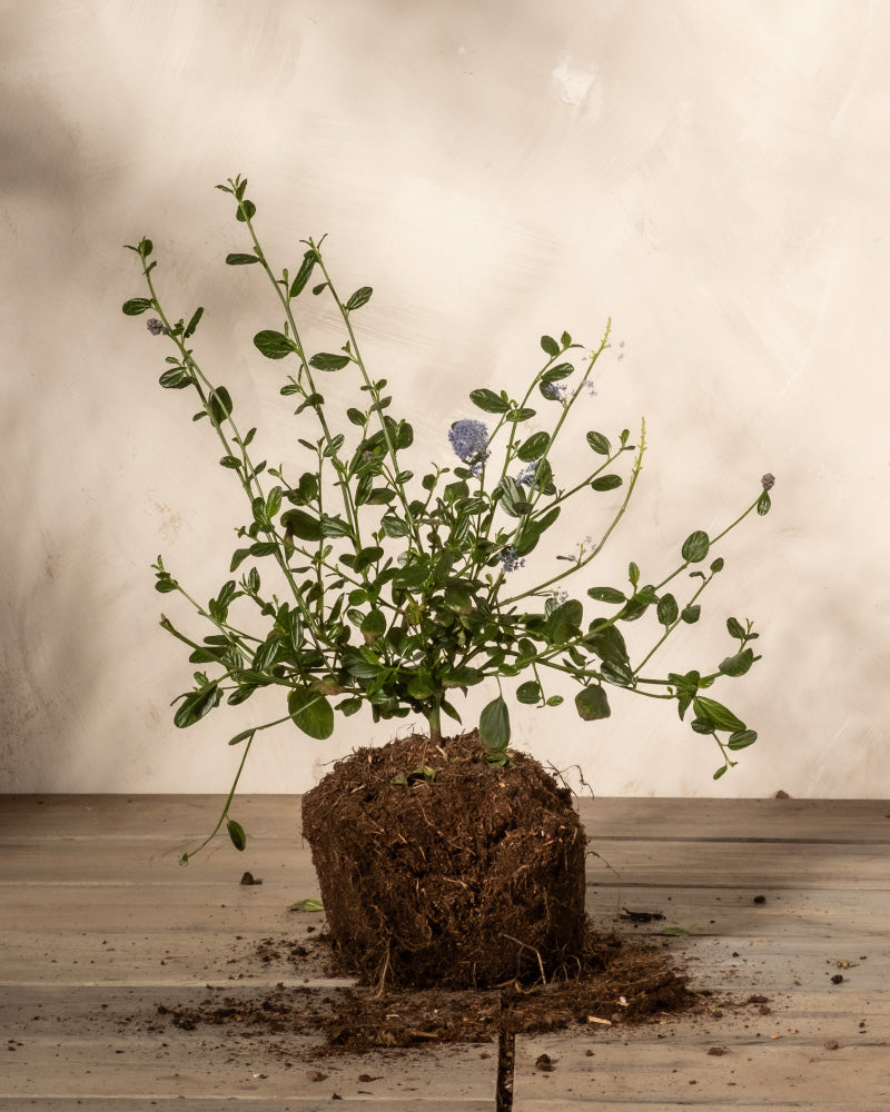 feey-amsterdam-blaue-s-ckelblume-strauch-ohne-topf image 3