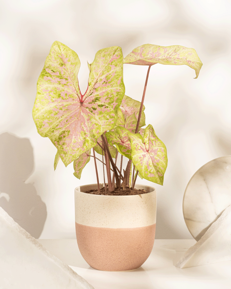 feey-variado-caladium-seafoam-pink-zimmerpflanze-ohne-bertopf image 5