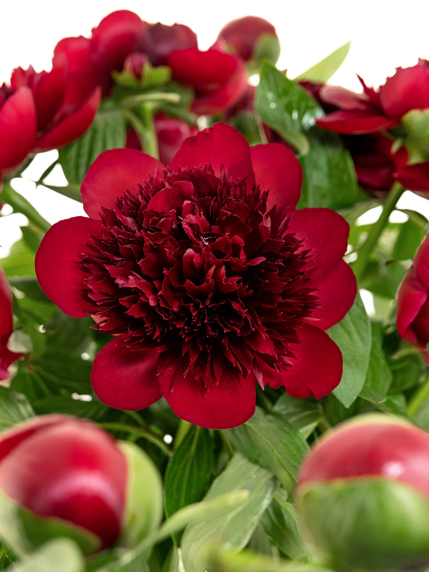 blumigo-pfingstrosen-red-charm-dunkelrot-schnittblume image 1