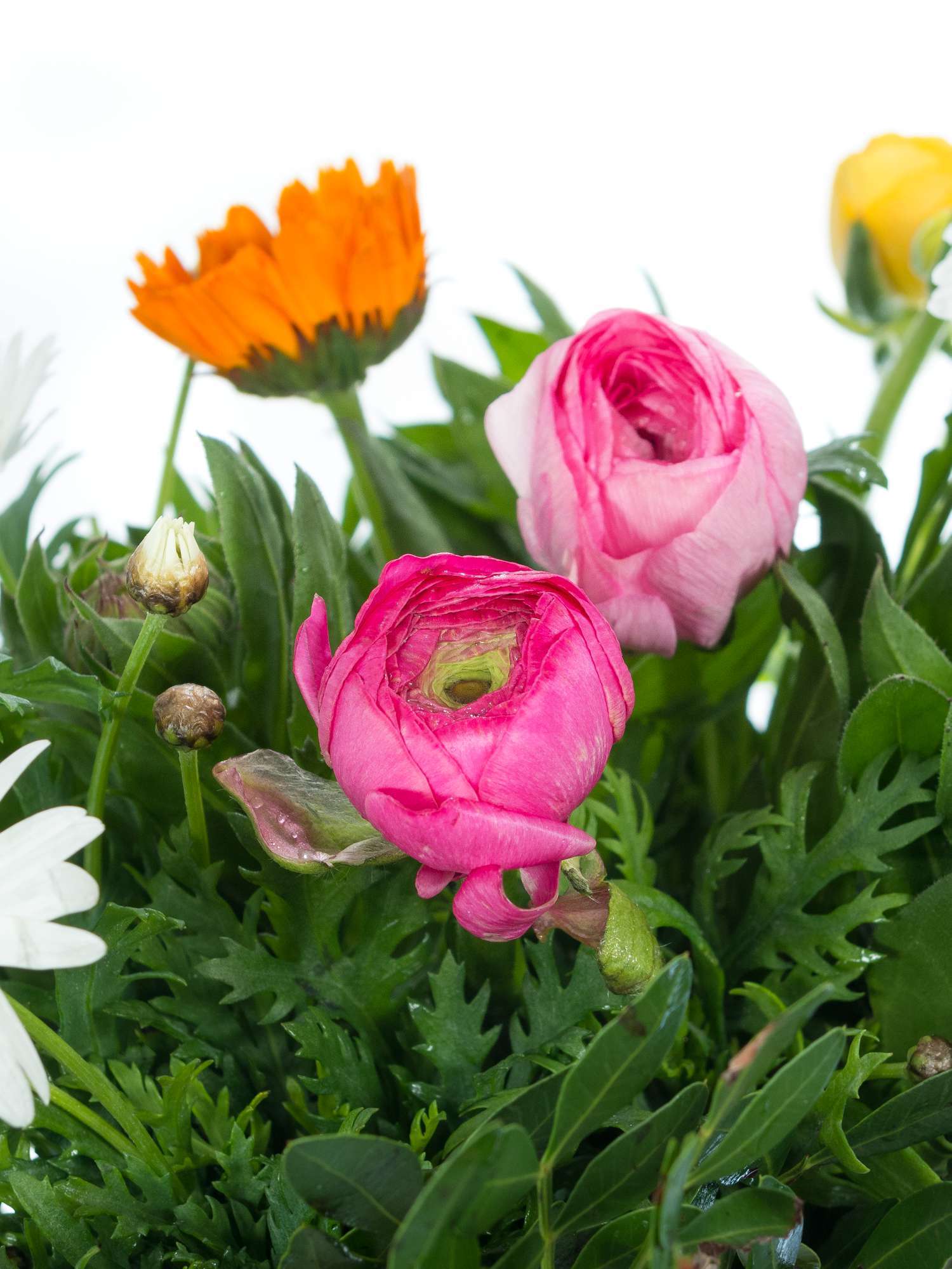 blumigo-berraschungsmix-italienische-fr-hlingsmischung image 1