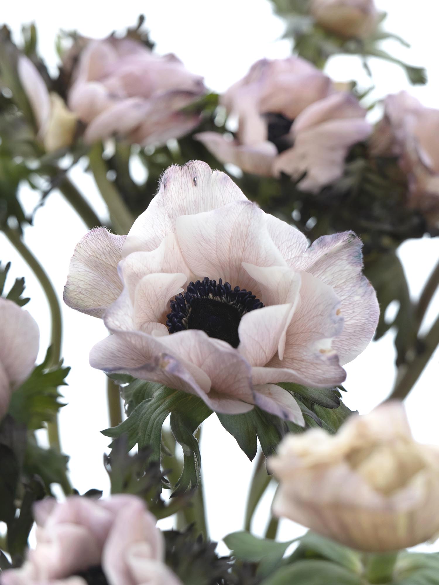 blumigo-anemonen-mistral-brownies-xl-schnittblumen-creme-grau image 1