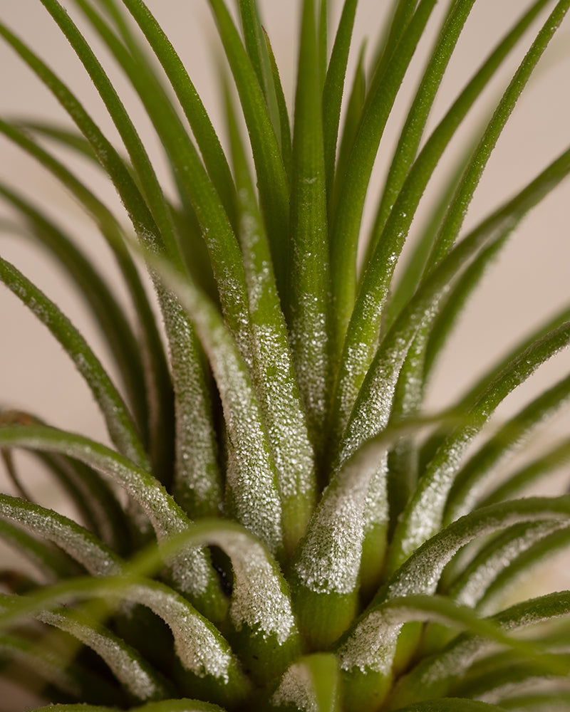 feey-variado-luftpflanzen-5-st-ck-tillandsia-ohne-erde image 2
