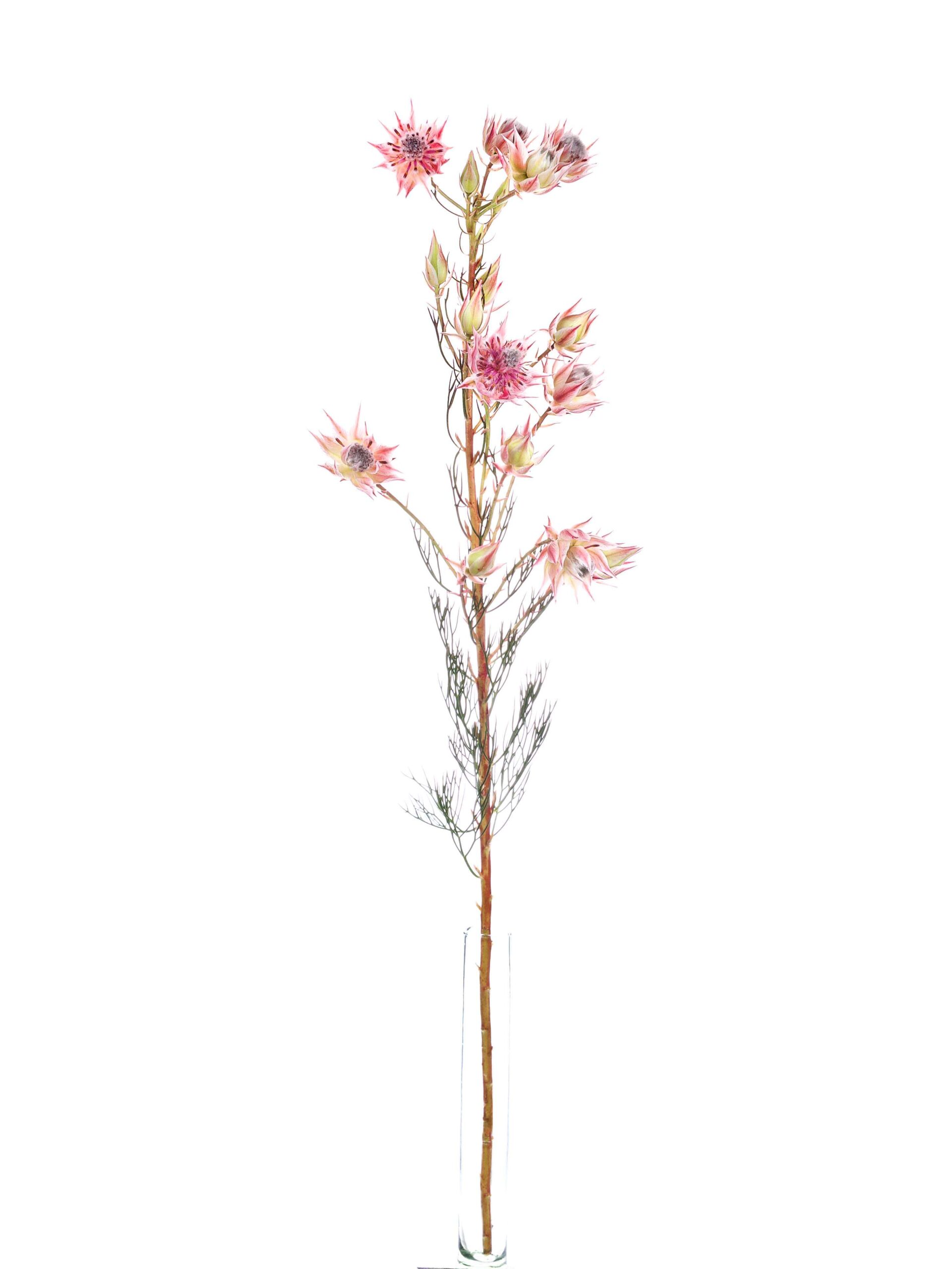 blumigo-blushing-bride-serruria-protee-pink-creme-frisch image 3