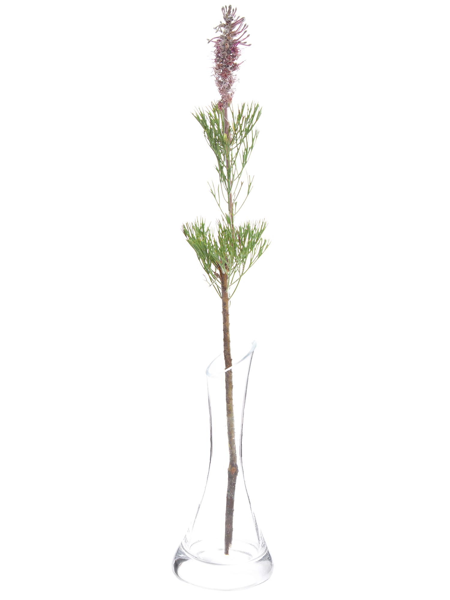 blumigo-proteen-paranomus-dispersus-schnittblume-violett-grau image 3