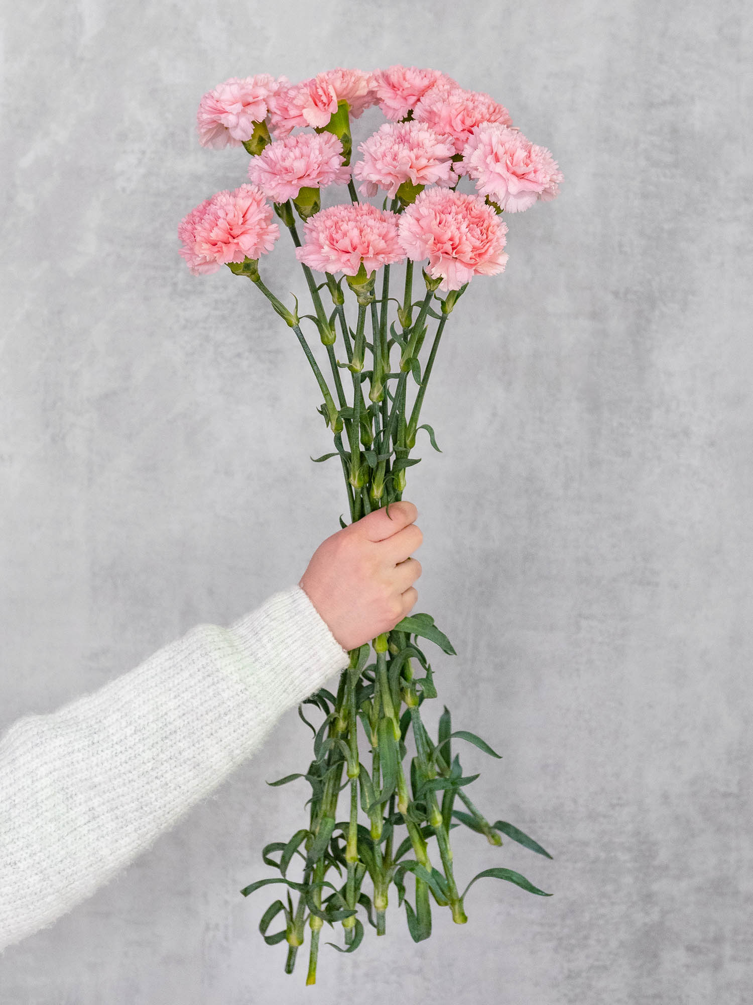 blumigo-nelken-jodie-edelnelke-rosa image 2