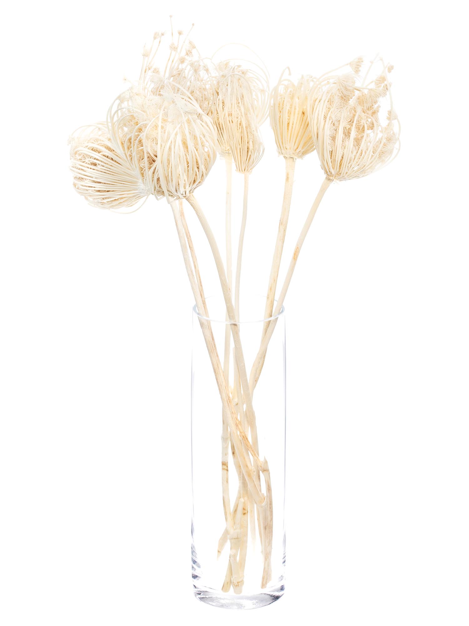 blumigo-dill-saatkapseln-wei-creme-trockenblumen-gebleicht image 2