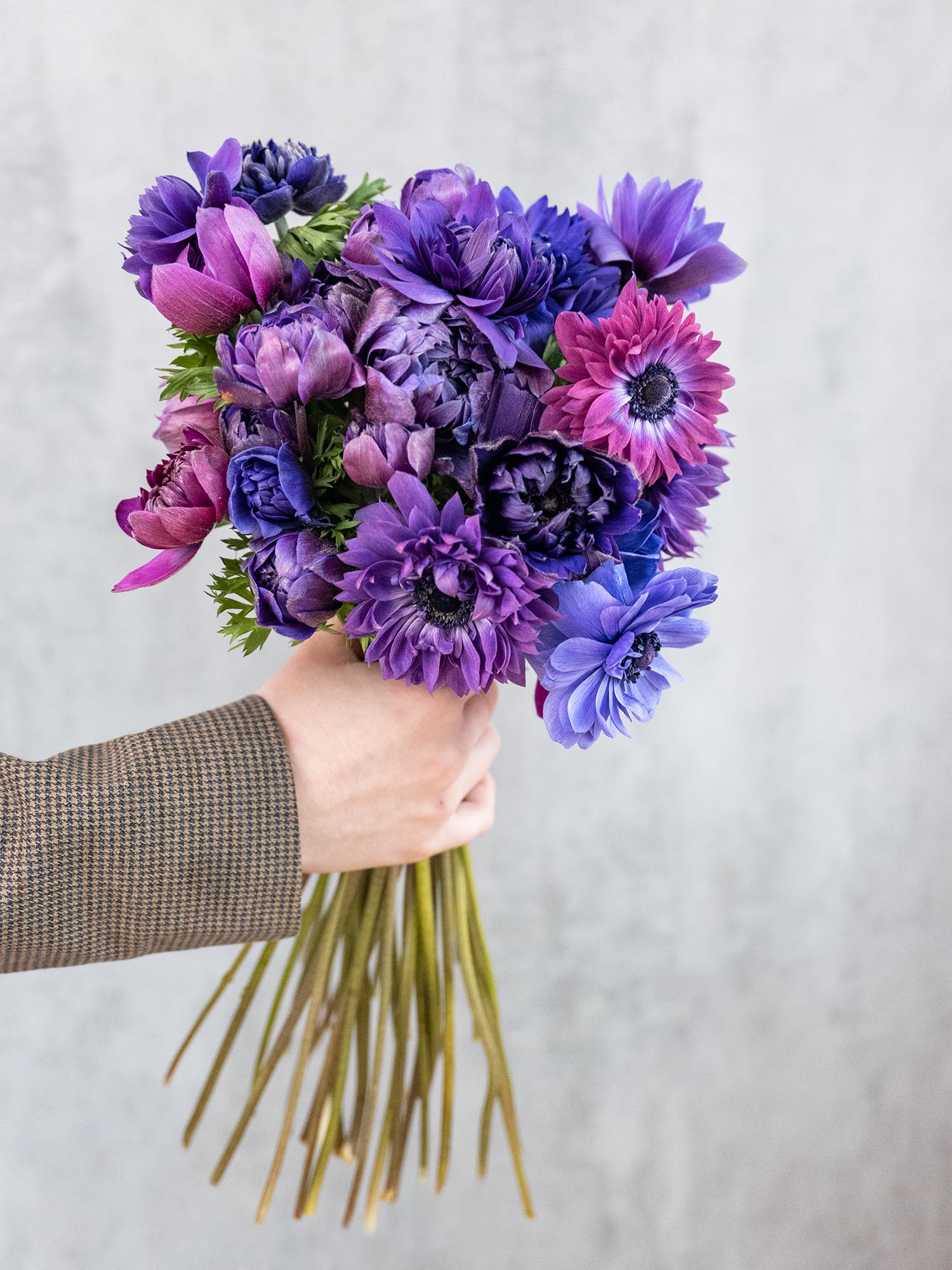 blumigo-anemonen-fullstar-jeans-schnittblumen-violett image 6