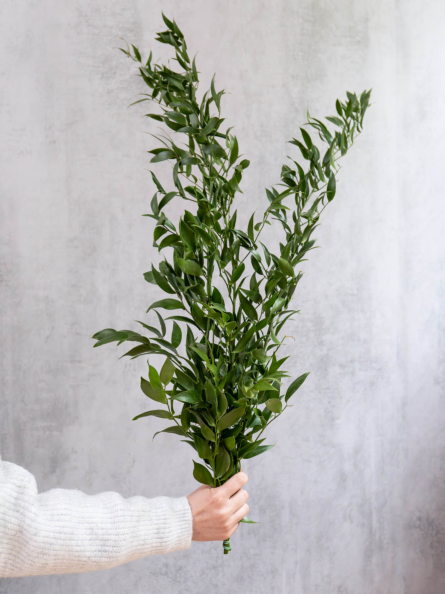 blumigo-italian-ruscus-bindegr-n-gr-n-schnittgr-n image 1
